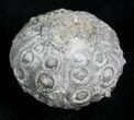Detailed Nenoticidaris Fossil Urchin - Morocco #27988-1